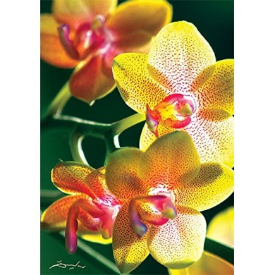 10503 Trefl Puzzles - "1000" -  Nature Limited edition Flowers Orchidea / Trefl